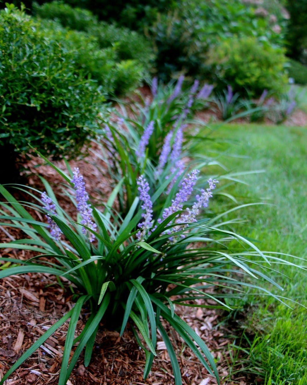 Super Blue Liriope Muscari - 30 Live Plants - Evergreen Ground Cover Grass