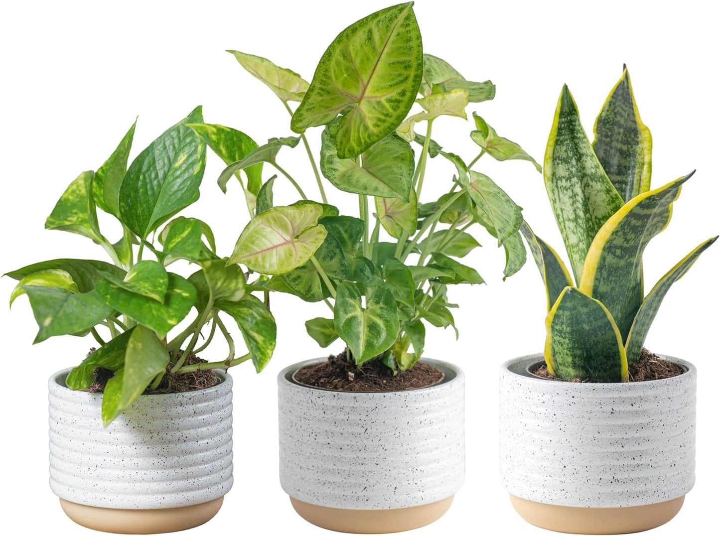 Live Plants (3 Pack), Easy to Grow Real Indoor Houseplants, Air Purifying Plants, Grower'S Choice in Home Décor Indoors Plant Pots, New House Gift or Room Décor