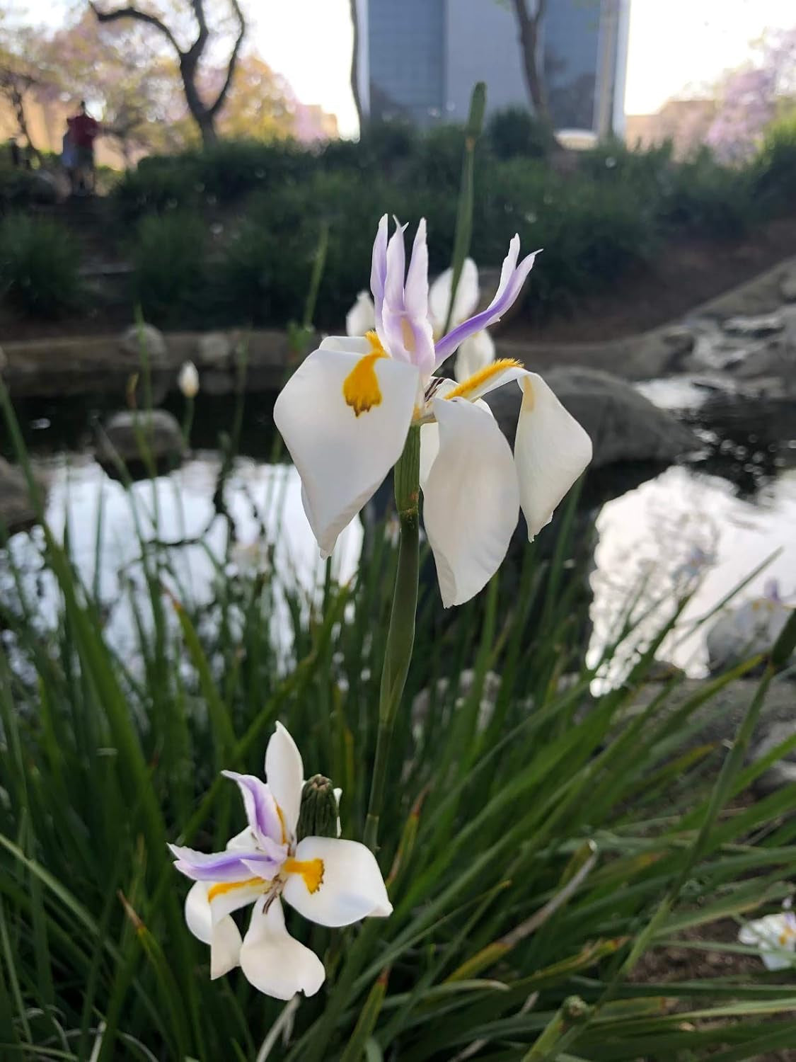 African Iris White - 3 Live Plants - Dietes Iridioides - Drought Tolerant Groundcover Grass