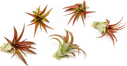 5 Pack Air Plants Red Abdita Tillandsia - Medium Air Plants Live Variety Pack - Live Succulent House Plants - Home Holders and Garden Decor - Easy Care Indoor and Outdoor Air Plant