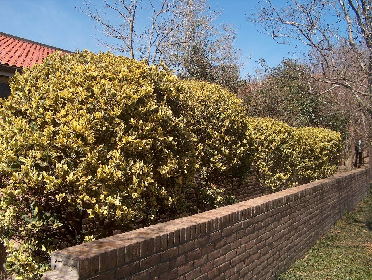 Ligustrum Japonicum Howardi - 40 Live Plants - Privet Howardii - Variegated Evergreen Shrub