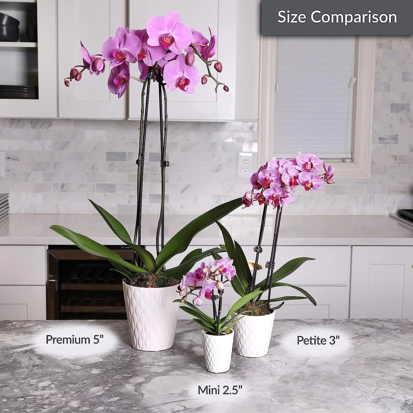 16-30" Purple Premium Orchid Live Plant in 5" White Ceramic Pot, House Plant