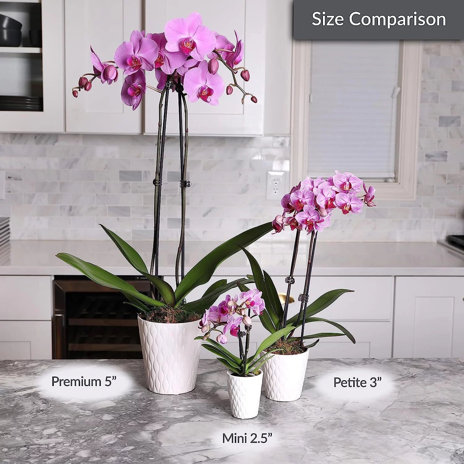 16-30" Purple Premium Orchid Live Plant in 5" White Ceramic Pot, House Plant