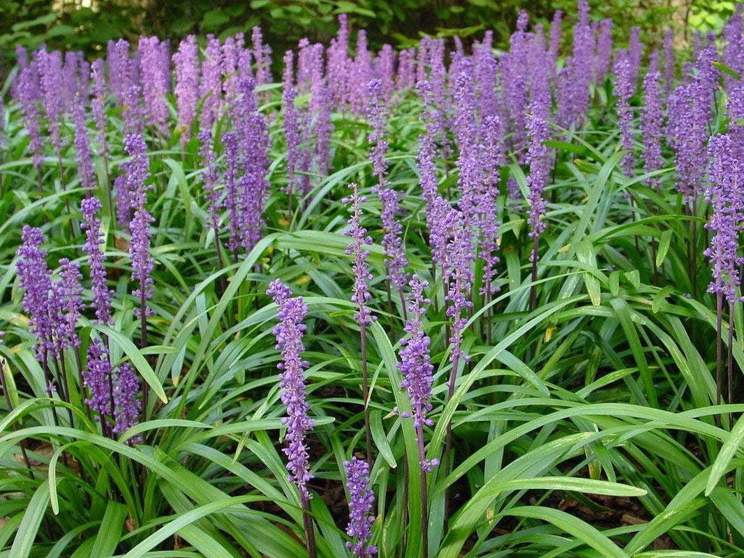 Super Blue Liriope Muscari - 30 Live Plants - Evergreen Ground Cover Grass