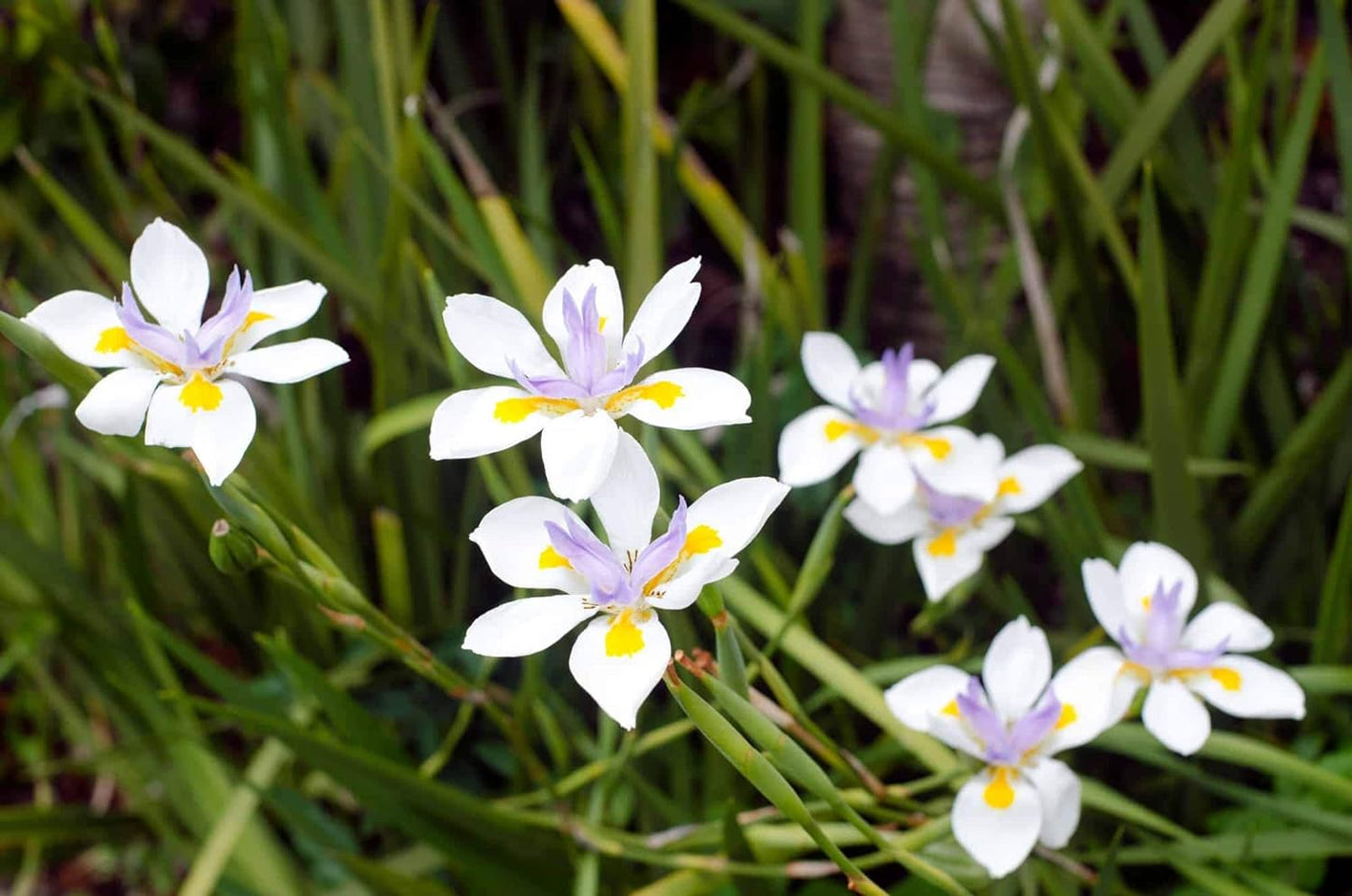 African Iris White - 3 Live Plants - Dietes Iridioides - Drought Tolerant Groundcover Grass