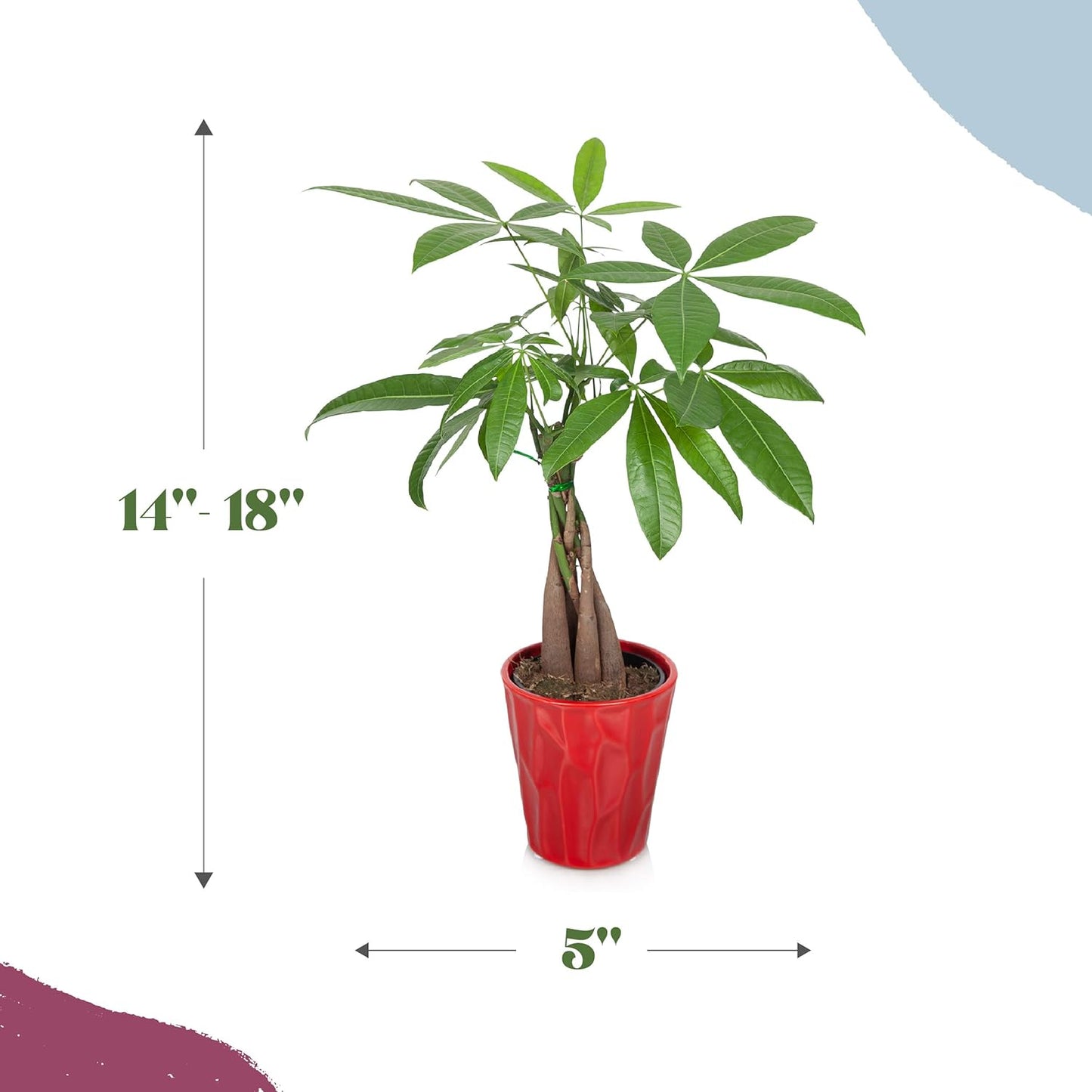 PB410 Money Tree, 5", Red Pot, Indoor Live Plant Decorative Piece, Valentine'S Day Plant Gift