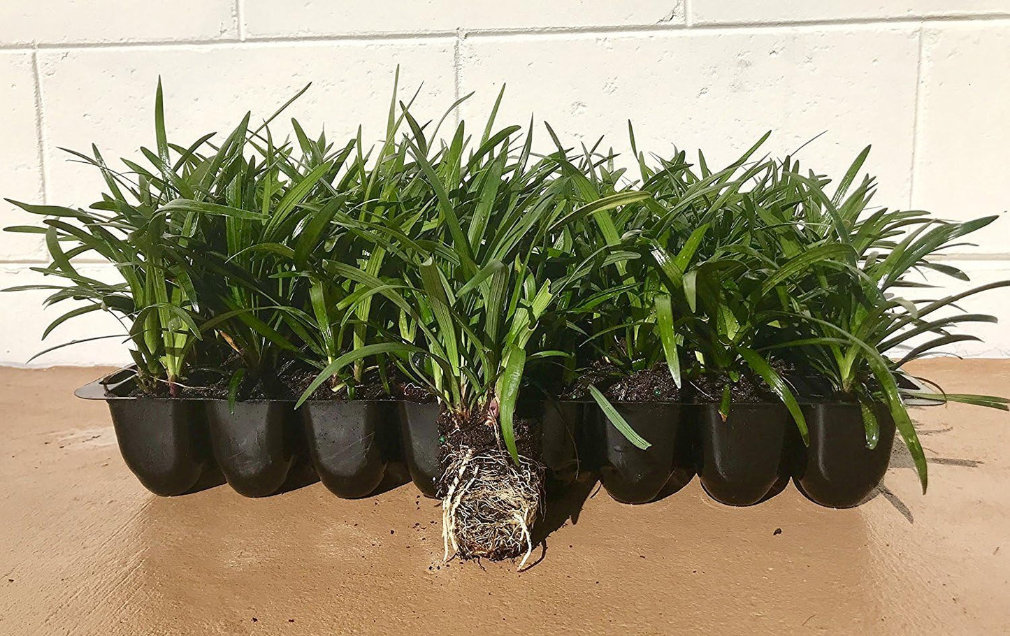 Super Blue Liriope Muscari - 30 Live Plants - Evergreen Ground Cover Grass