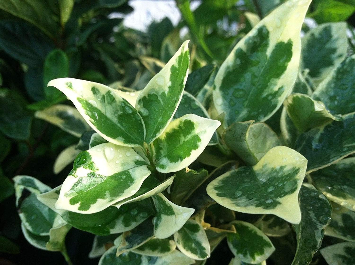 Ligustrum Japonicum Jack Frost Privet - 3 Live Plants - Variegated Evergreen Hedge