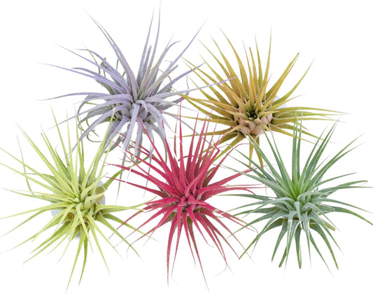 , Color Enhanced Air Plants Live House Plants Fairy Garden Plants Terrarium Plants Small Air Plant Tillandsia Ionantha Guatemala (2-3 Inch) Colorful Plants Fairy Garden Accessories (5Pk Mulitcolored), Multicolored5