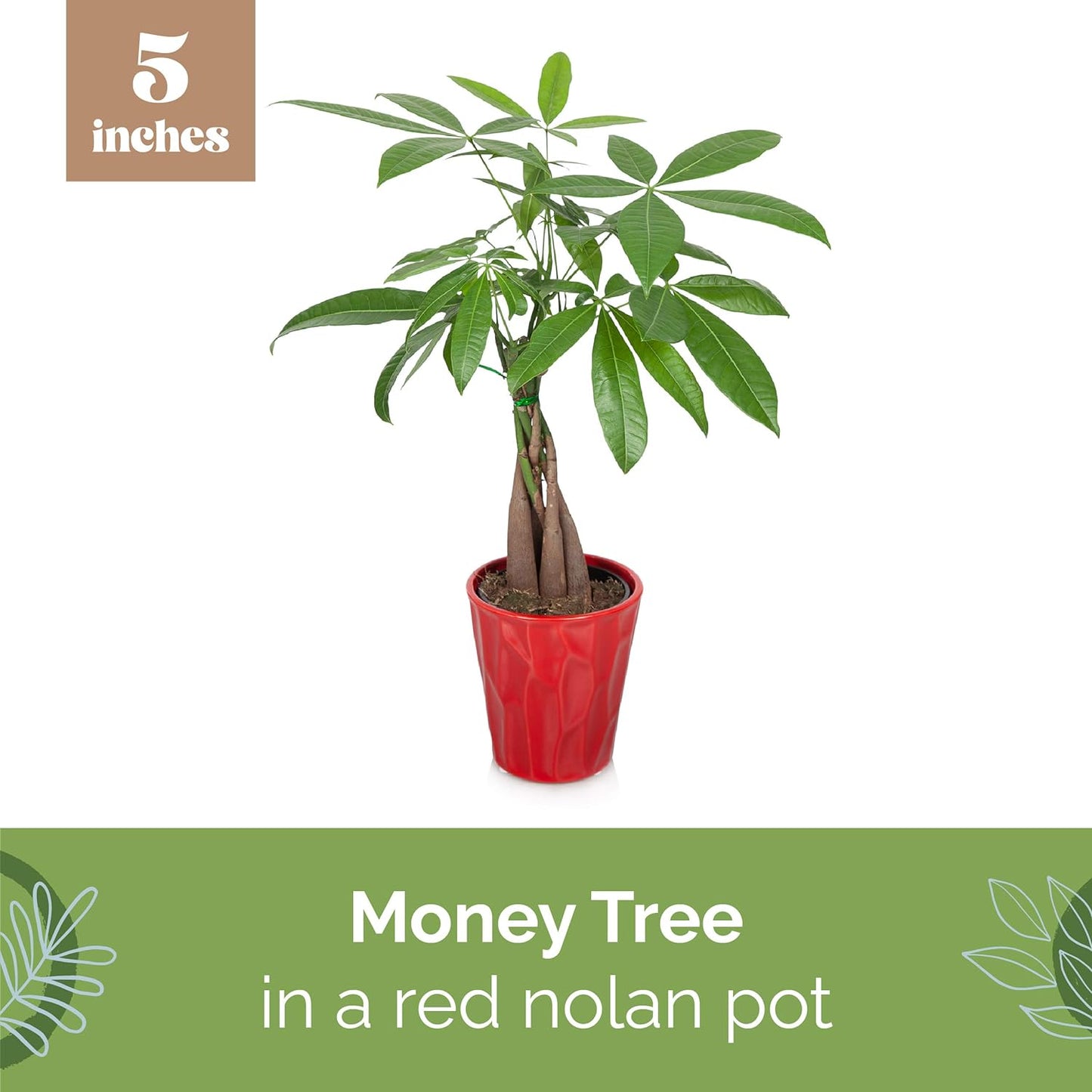 PB410 Money Tree, 5", Red Pot, Indoor Live Plant Decorative Piece, Valentine'S Day Plant Gift