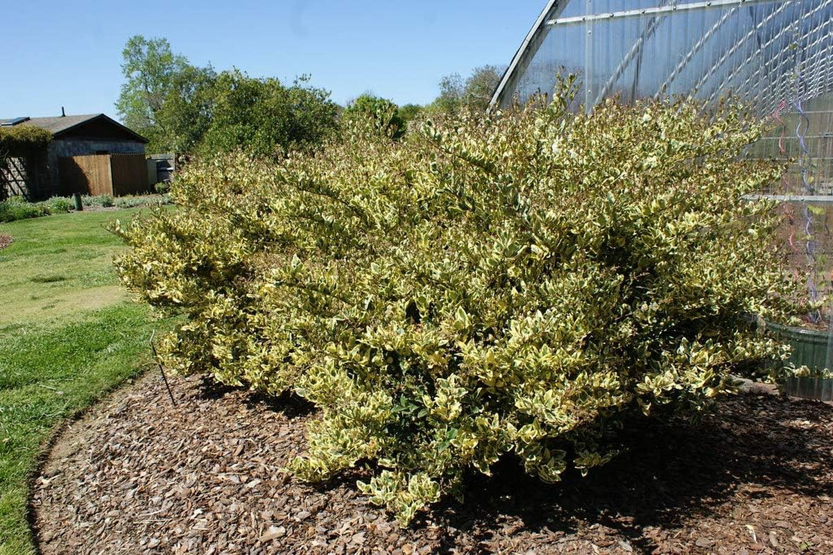 Ligustrum Japonicum Jack Frost Privet - 3 Live Plants - Variegated Evergreen Hedge