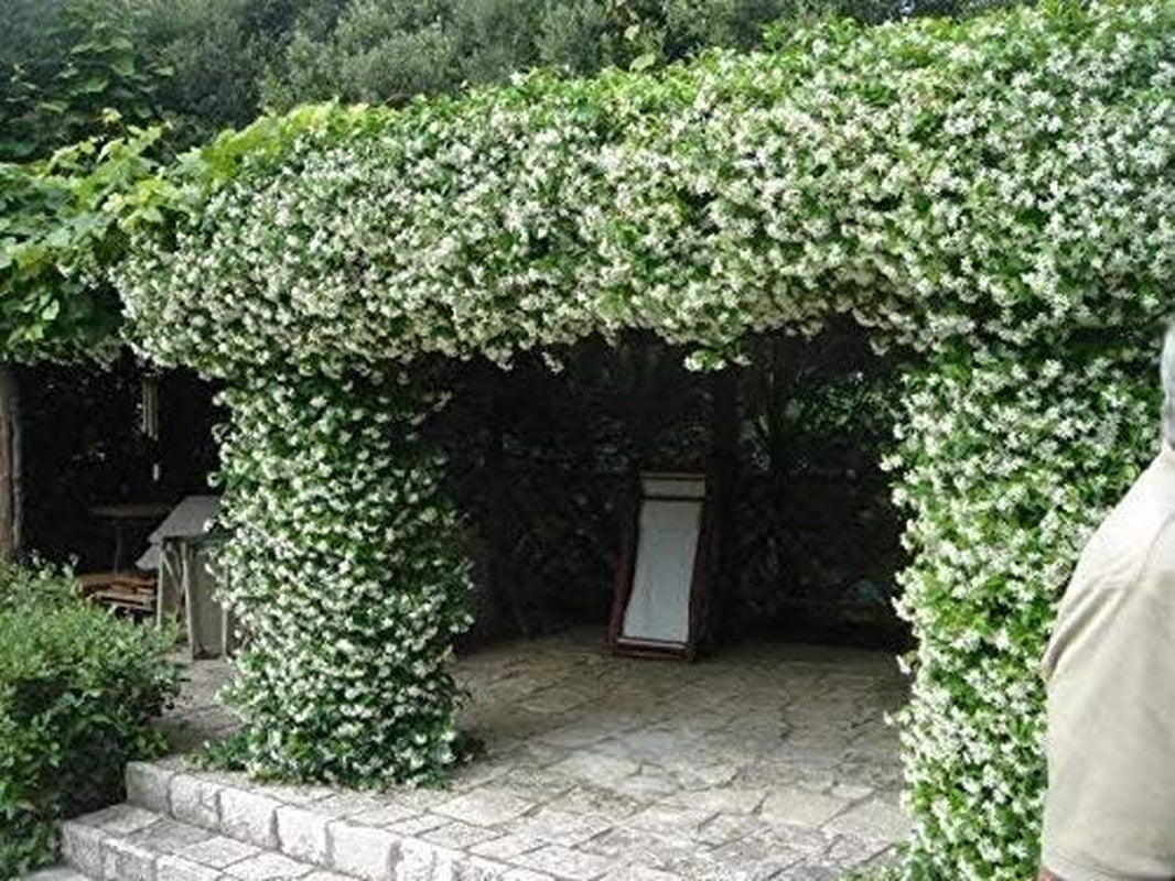 Star Jasmine | 3 Live Plants | Trachelospermum Jasminoides | Fragrant Blooming Evergreen Vine