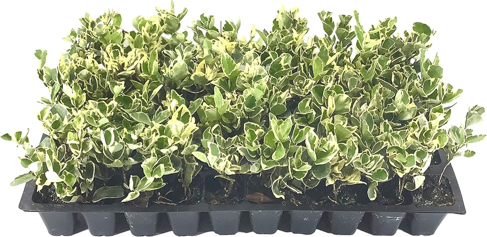 Ligustrum Japonicum Jack Frost Privet - 3 Live Plants - Variegated Evergreen Hedge