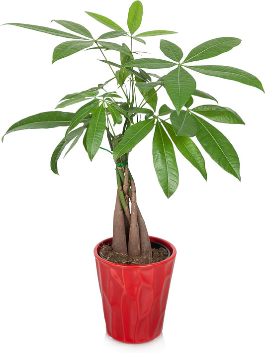 PB410 Money Tree, 5", Red Pot, Indoor Live Plant Decorative Piece, Valentine'S Day Plant Gift