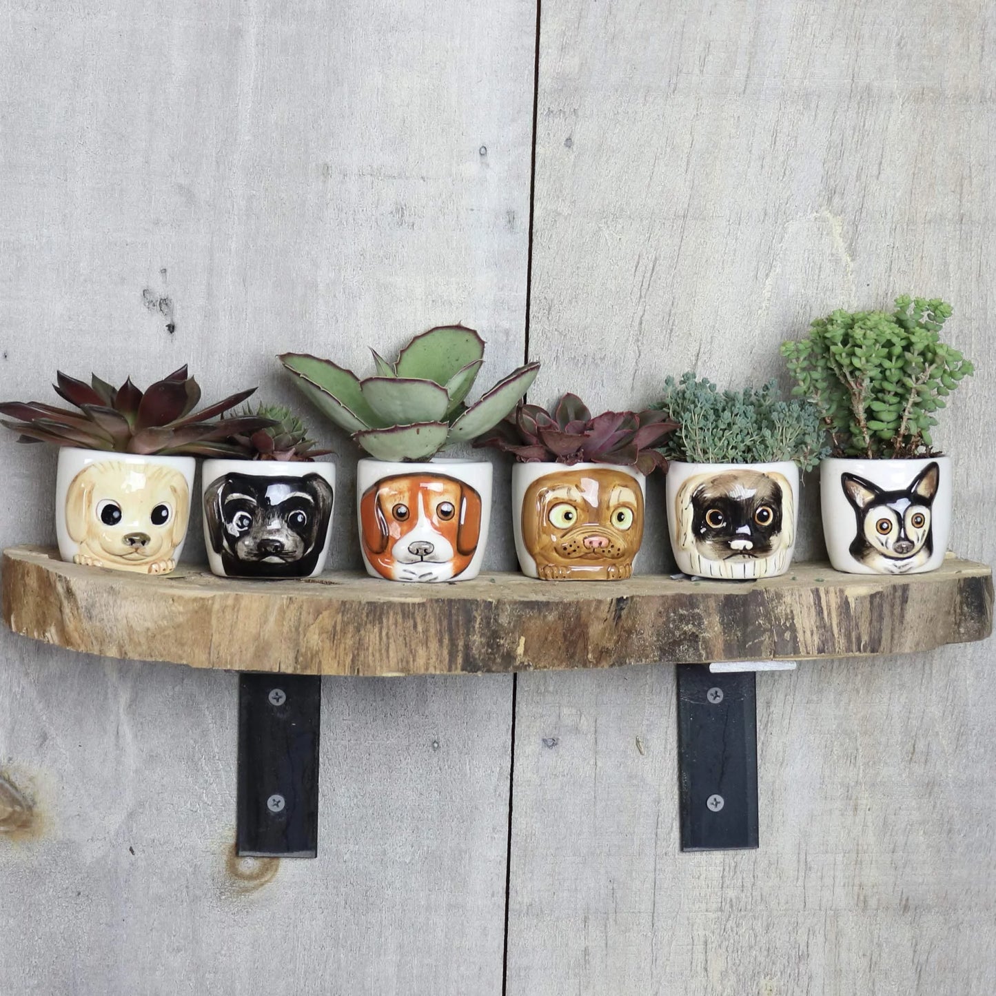 Dog Planters Set of 6 - 3D Cute Animal Plant Pot for Succulents, Flowers