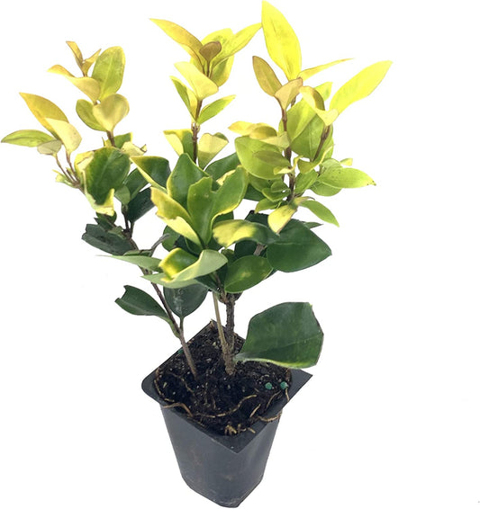 Ligustrum Japonicum Howardi - 40 Live Plants - Privet Howardii - Variegated Evergreen Shrub