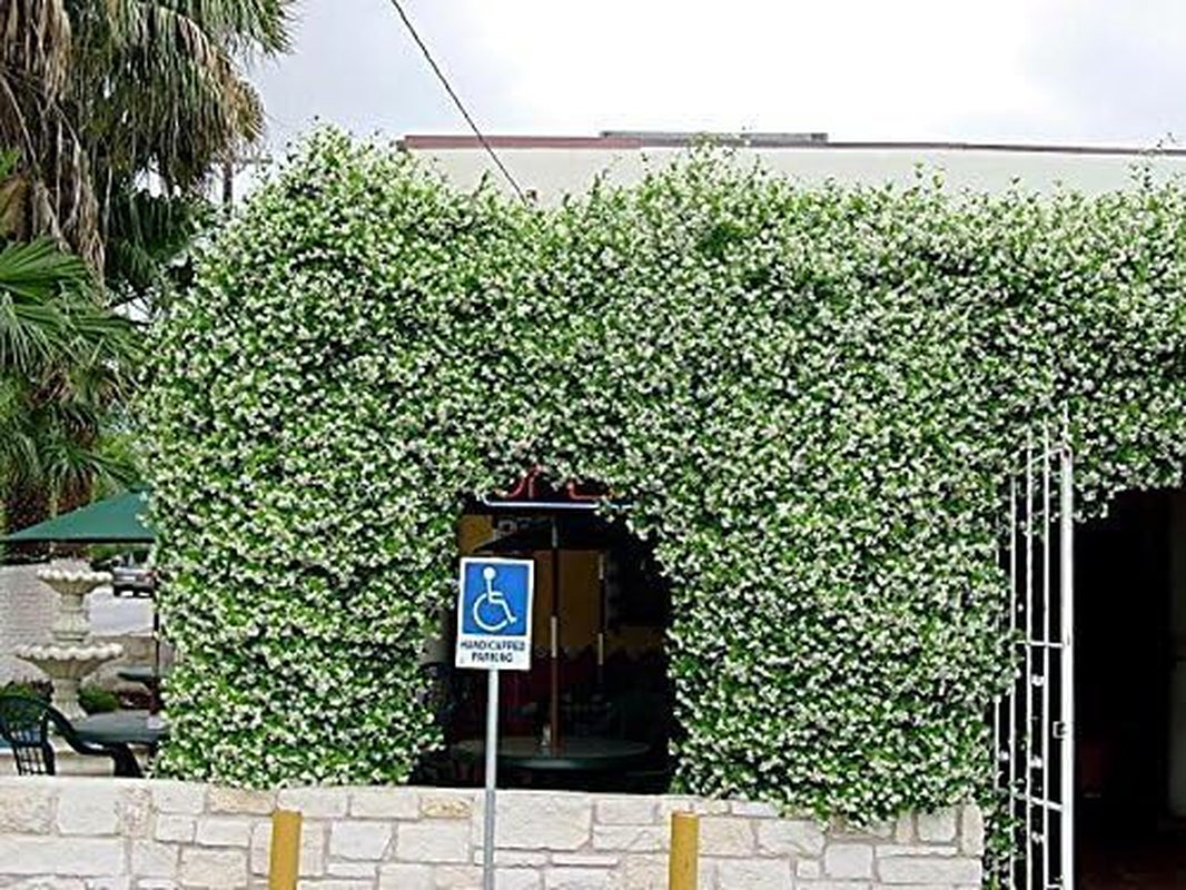 Star Jasmine | 3 Live Plants | Trachelospermum Jasminoides | Fragrant Blooming Evergreen Vine