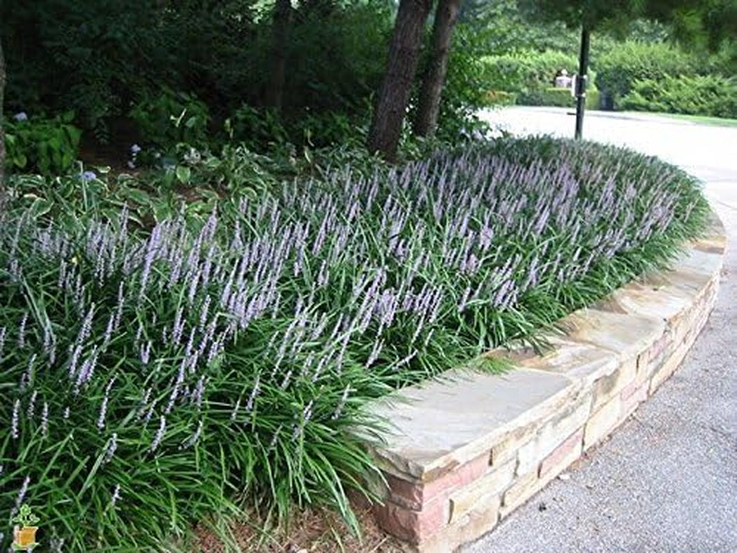 Super Blue Liriope Muscari - 30 Live Plants - Evergreen Ground Cover Grass