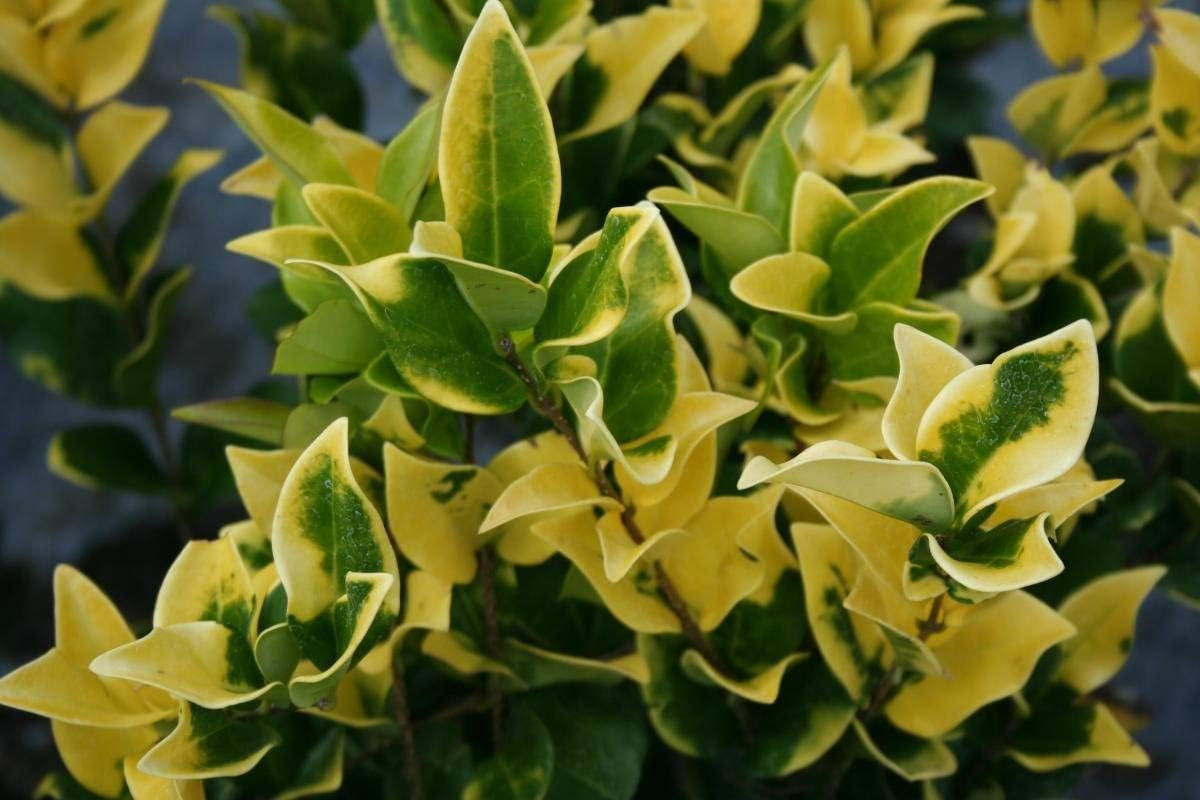 Ligustrum Japonicum Howardi - 40 Live Plants - Privet Howardii - Variegated Evergreen Shrub