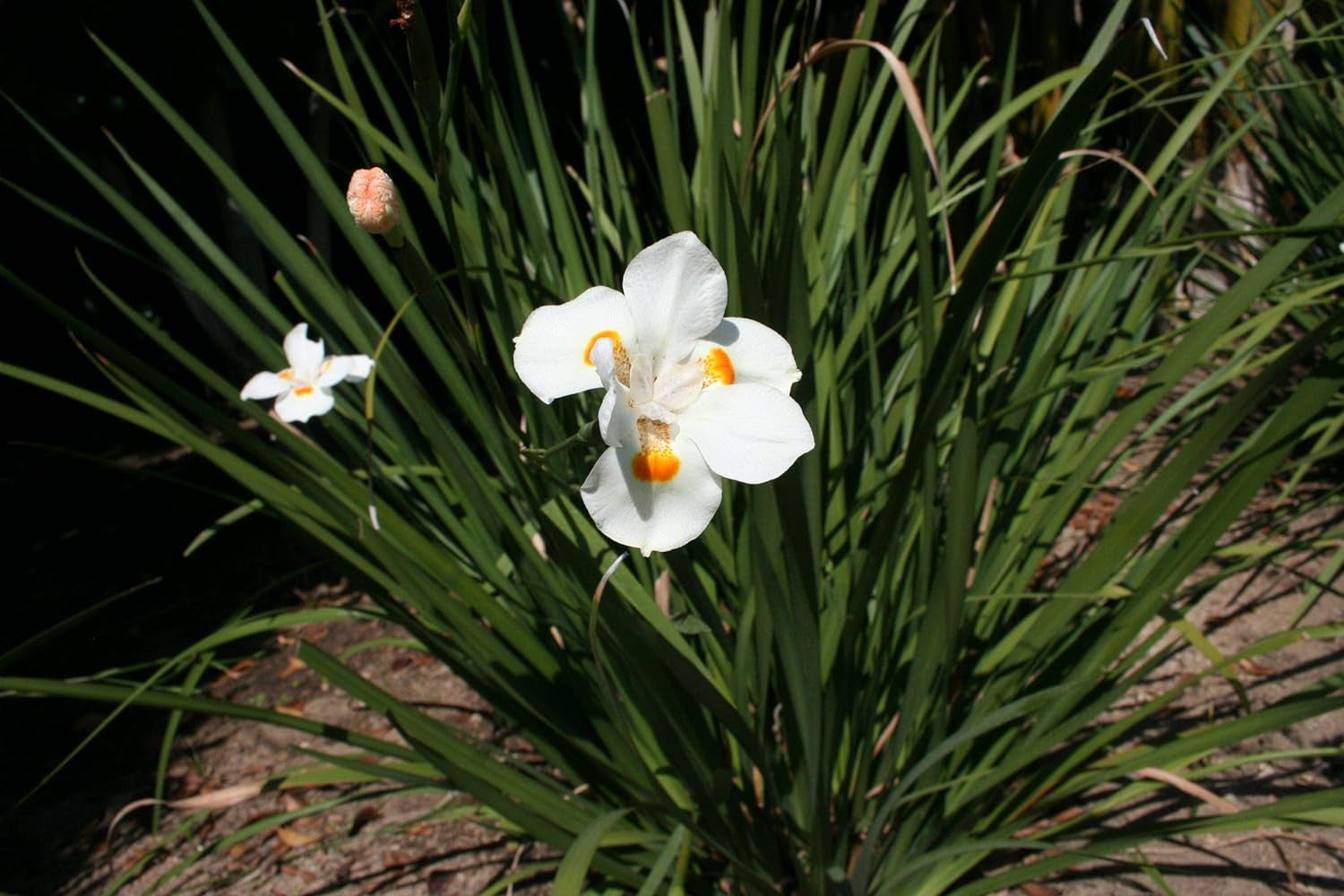 African Iris White - 3 Live Plants - Dietes Iridioides - Drought Tolerant Groundcover Grass