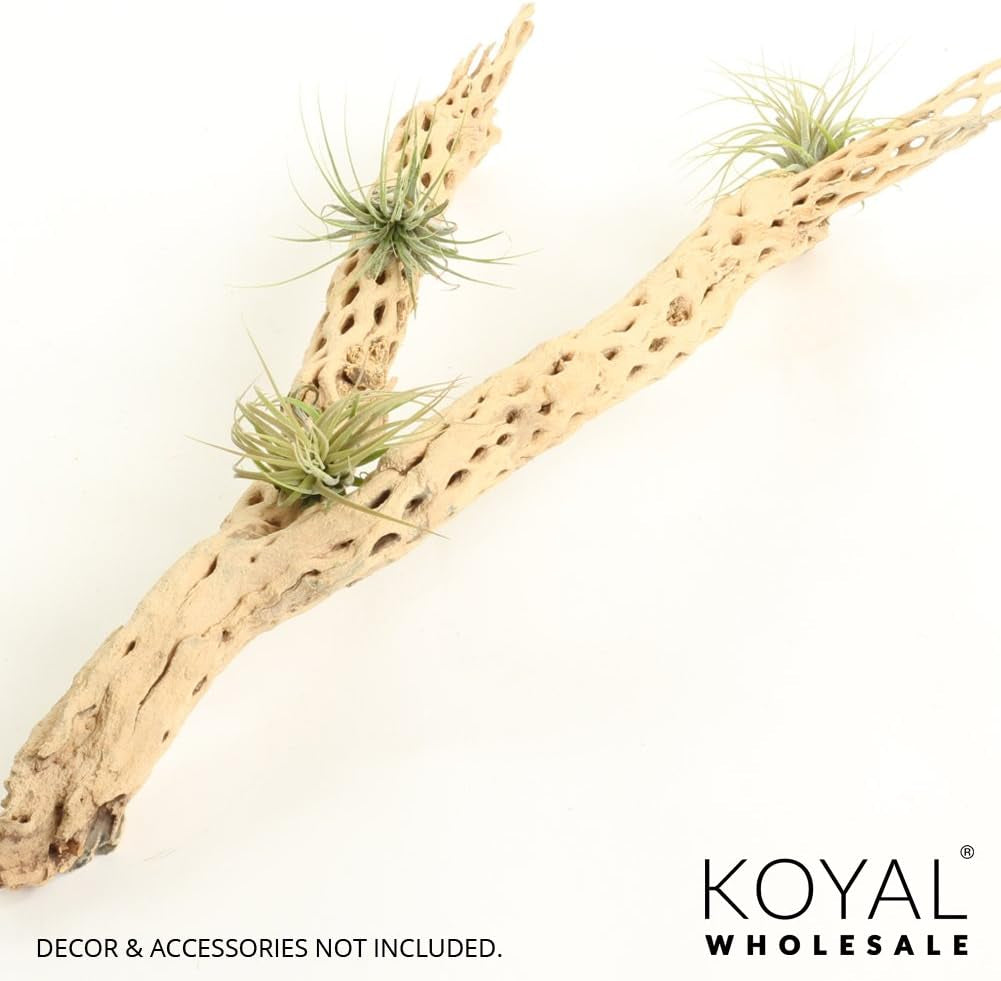 Cholla Wood Aquarium Branches, Airplants Decor, Reptile Perch, Natural Home Decoration, Chew Toy Dried Cactus Wood (24-Inch)