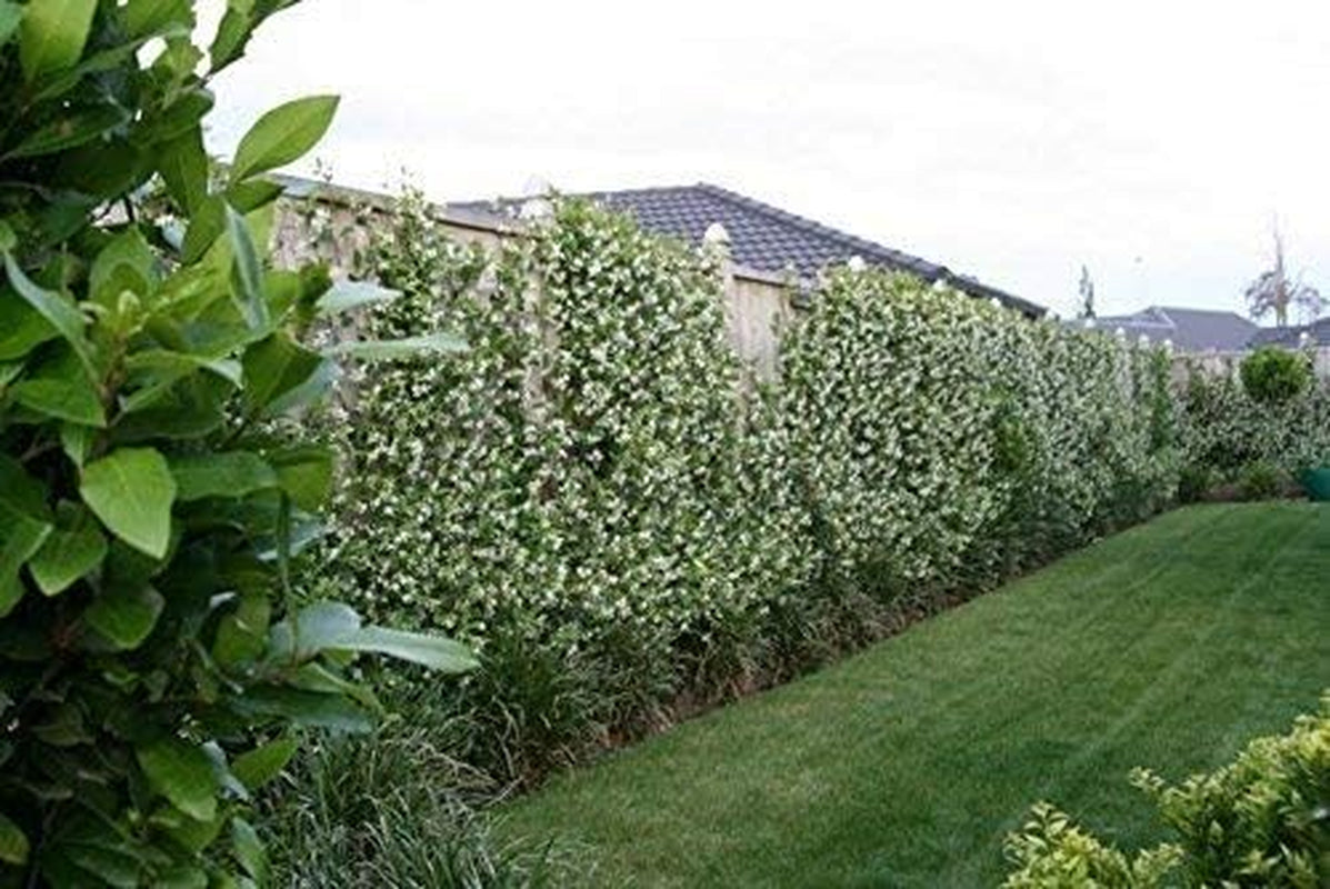 Star Jasmine | 3 Live Plants | Trachelospermum Jasminoides | Fragrant Blooming Evergreen Vine