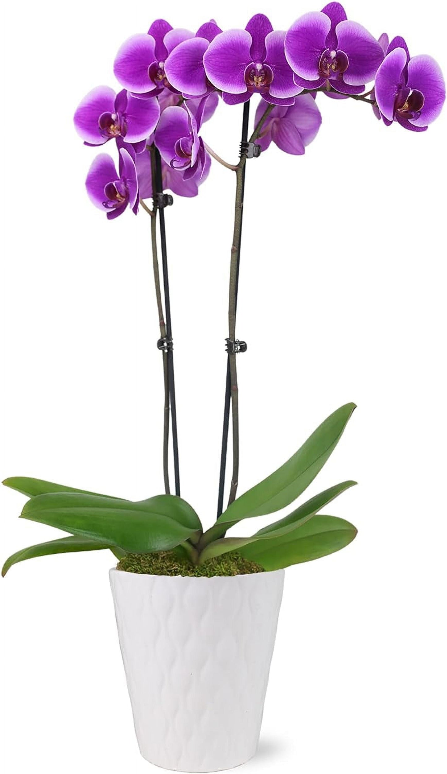 16-30" Purple Premium Orchid Live Plant in 5" White Ceramic Pot, House Plant