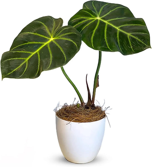 Philodendron Luxurians by |Philodendron Live| Philodendron Exotic Houseplant for Living Room| Live Indoor Plants|Elephant Ear House Plant| White Zebra Plant Exotic Plant