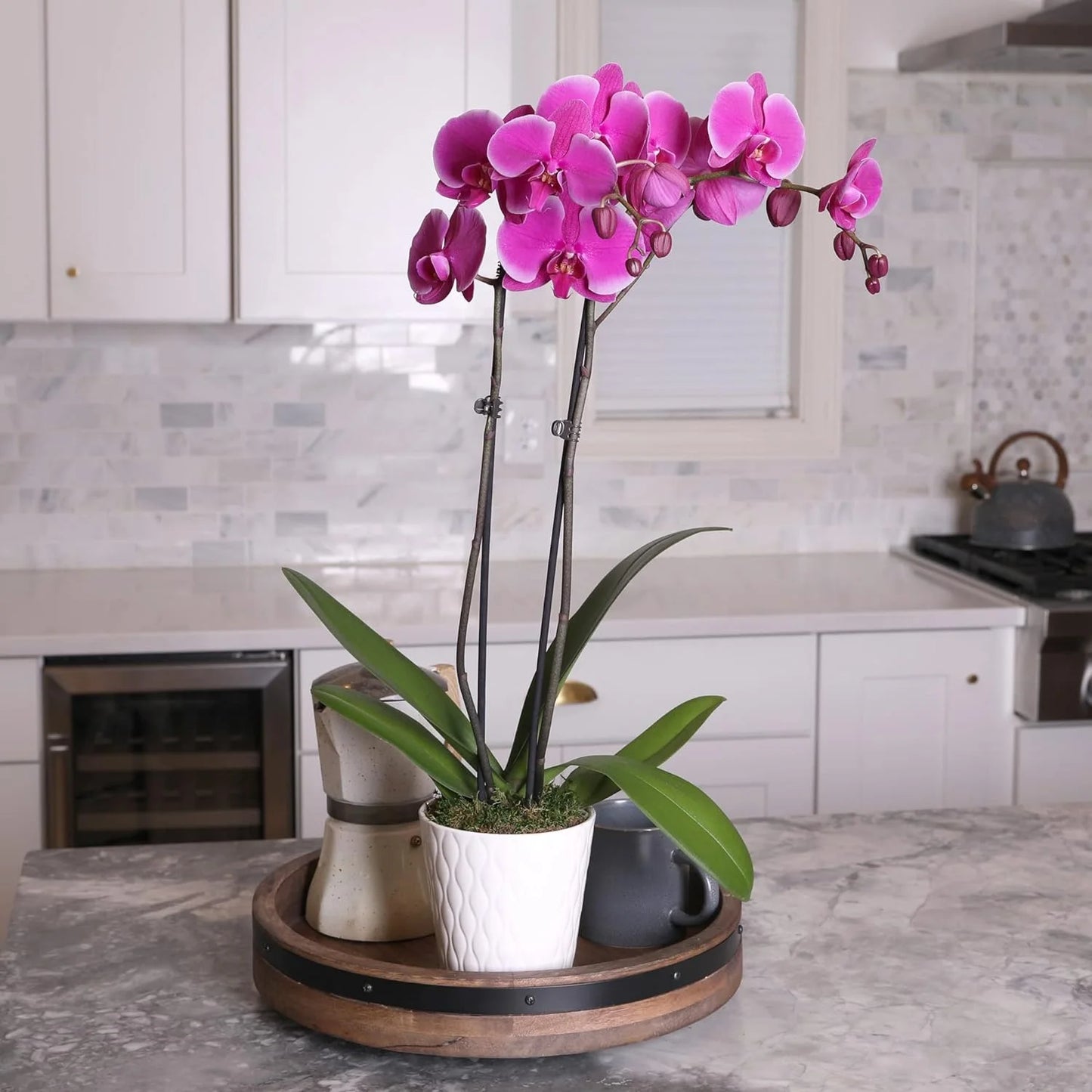 16-30" Purple Premium Orchid Live Plant in 5" White Ceramic Pot, House Plant