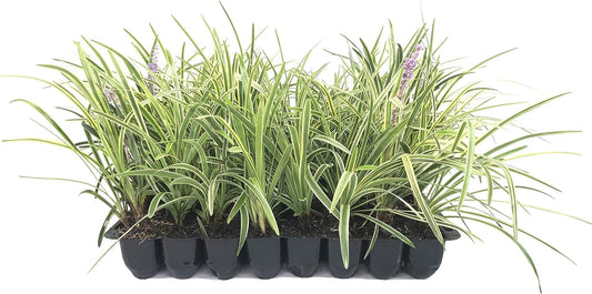 Variegated Liriope Muscari 'Silvery Sunproof' - 3 Live Plants - Blooming Evergreen Groundcover