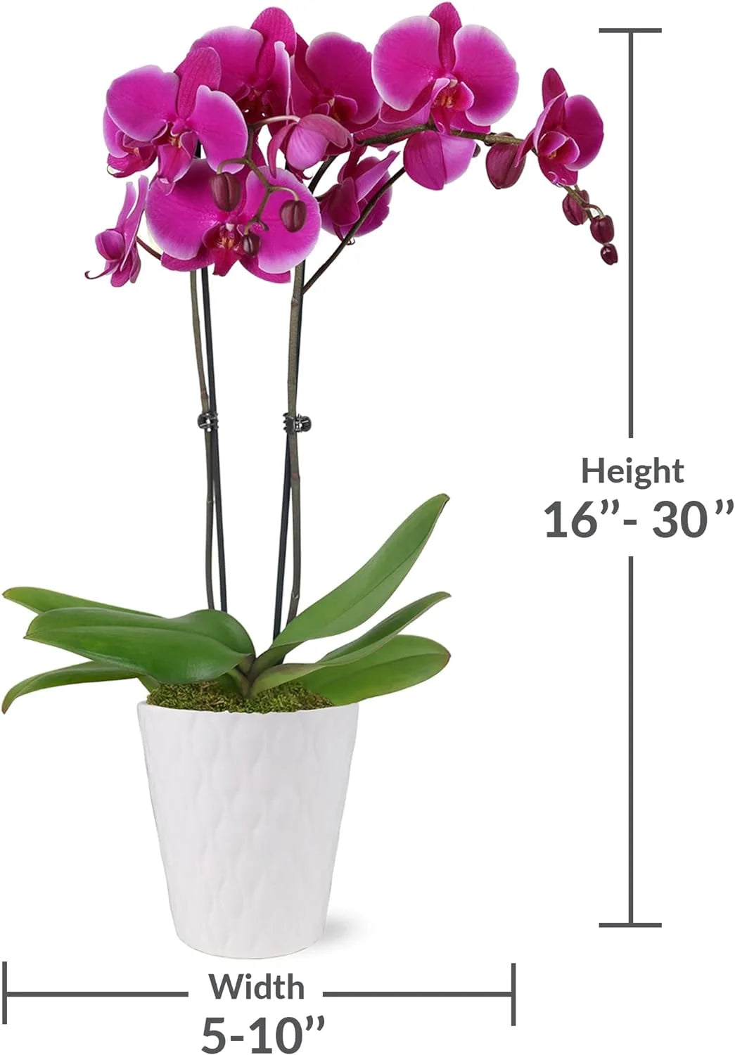 16-30" Purple Premium Orchid Live Plant in 5" White Ceramic Pot, House Plant