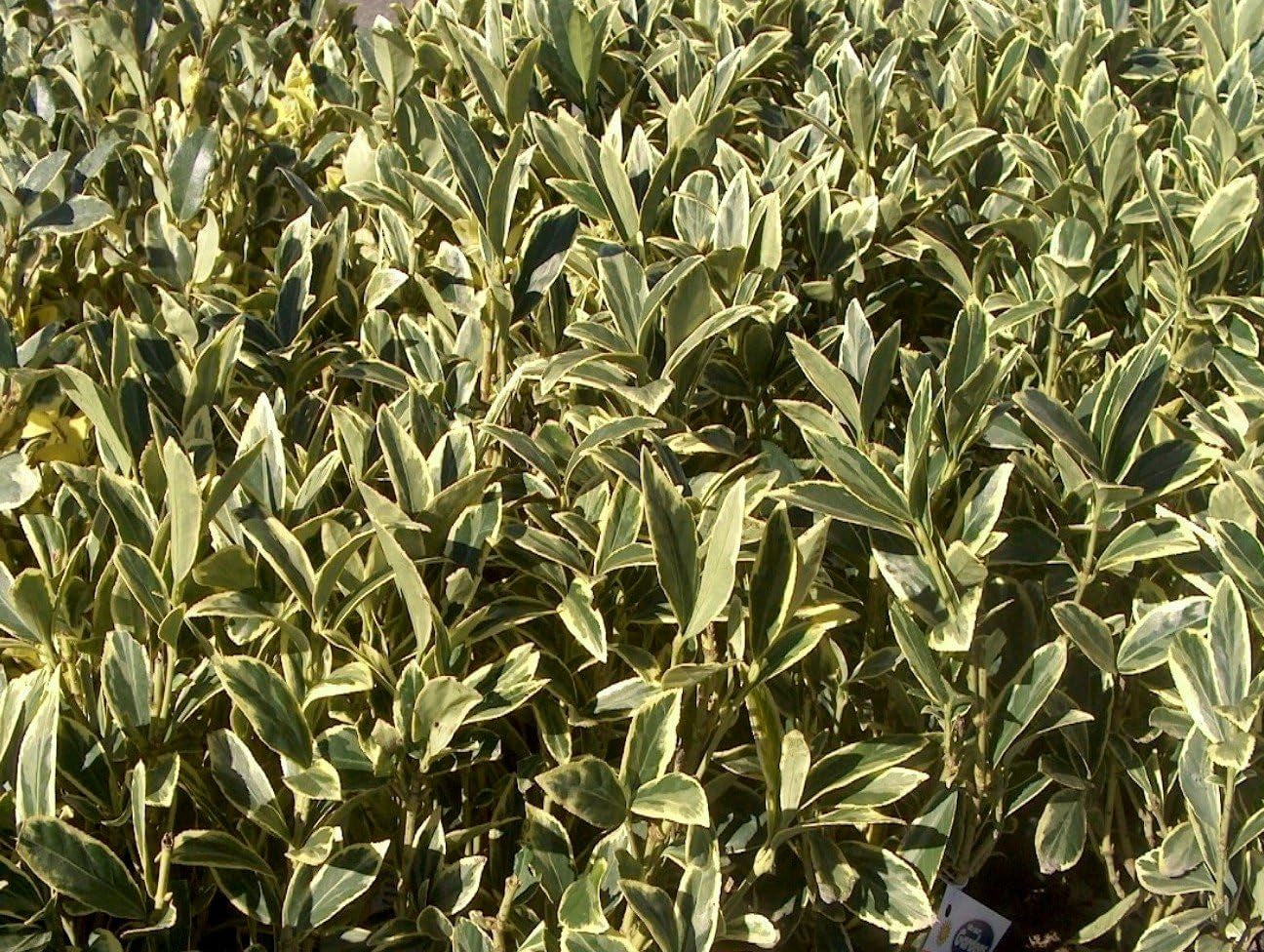 Ligustrum Japonicum Jack Frost Privet - 3 Live Plants - Variegated Evergreen Hedge