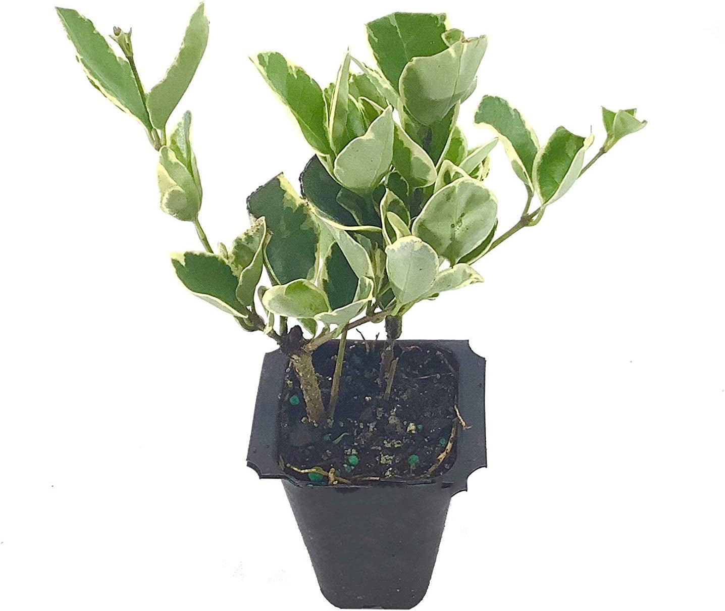 Ligustrum Japonicum Jack Frost Privet - 3 Live Plants - Variegated Evergreen Hedge