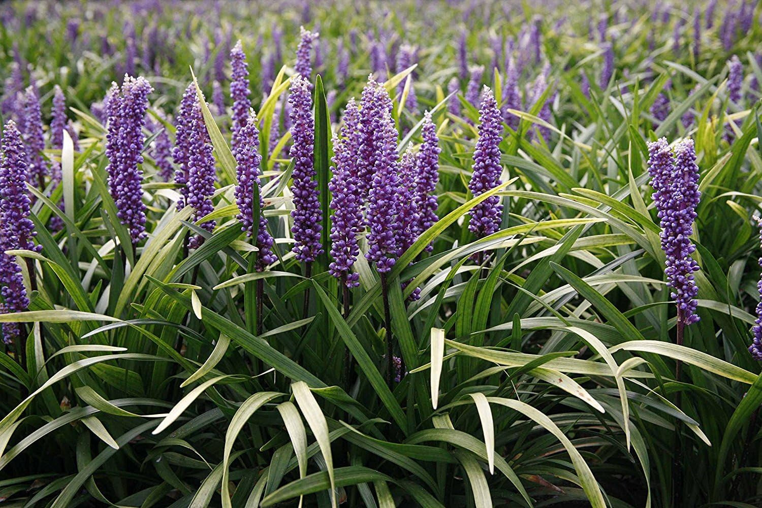 Super Blue Liriope Muscari - 30 Live Plants - Evergreen Ground Cover Grass