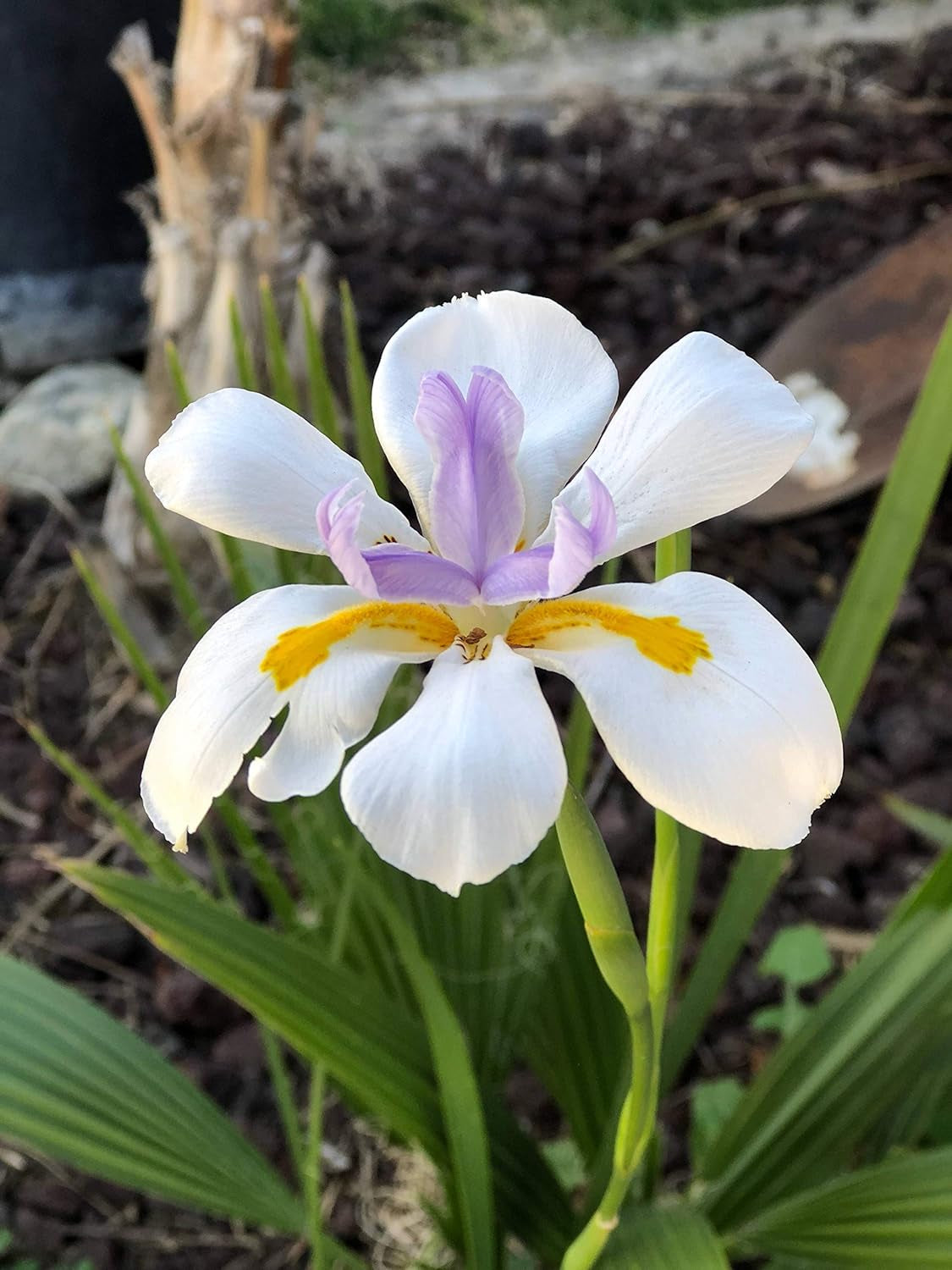 African Iris White - 3 Live Plants - Dietes Iridioides - Drought Tolerant Groundcover Grass