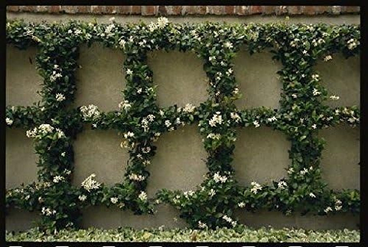 Star Jasmine | 3 Live Plants | Trachelospermum Jasminoides | Fragrant Blooming Evergreen Vine