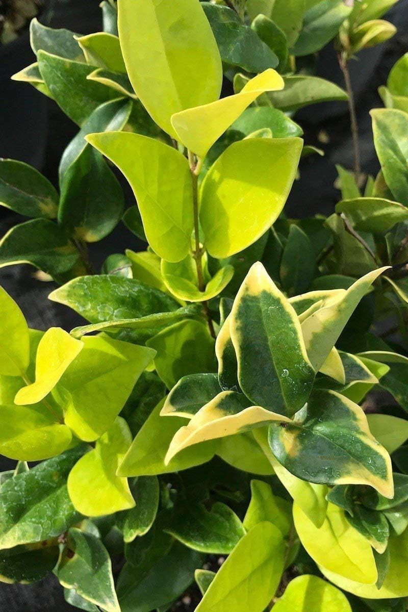 Ligustrum Japonicum Howardi - 40 Live Plants - Privet Howardii - Variegated Evergreen Shrub