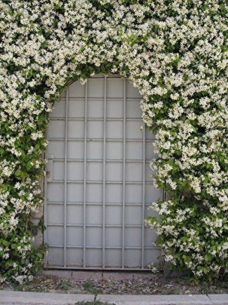 Star Jasmine | 3 Live Plants | Trachelospermum Jasminoides | Fragrant Blooming Evergreen Vine