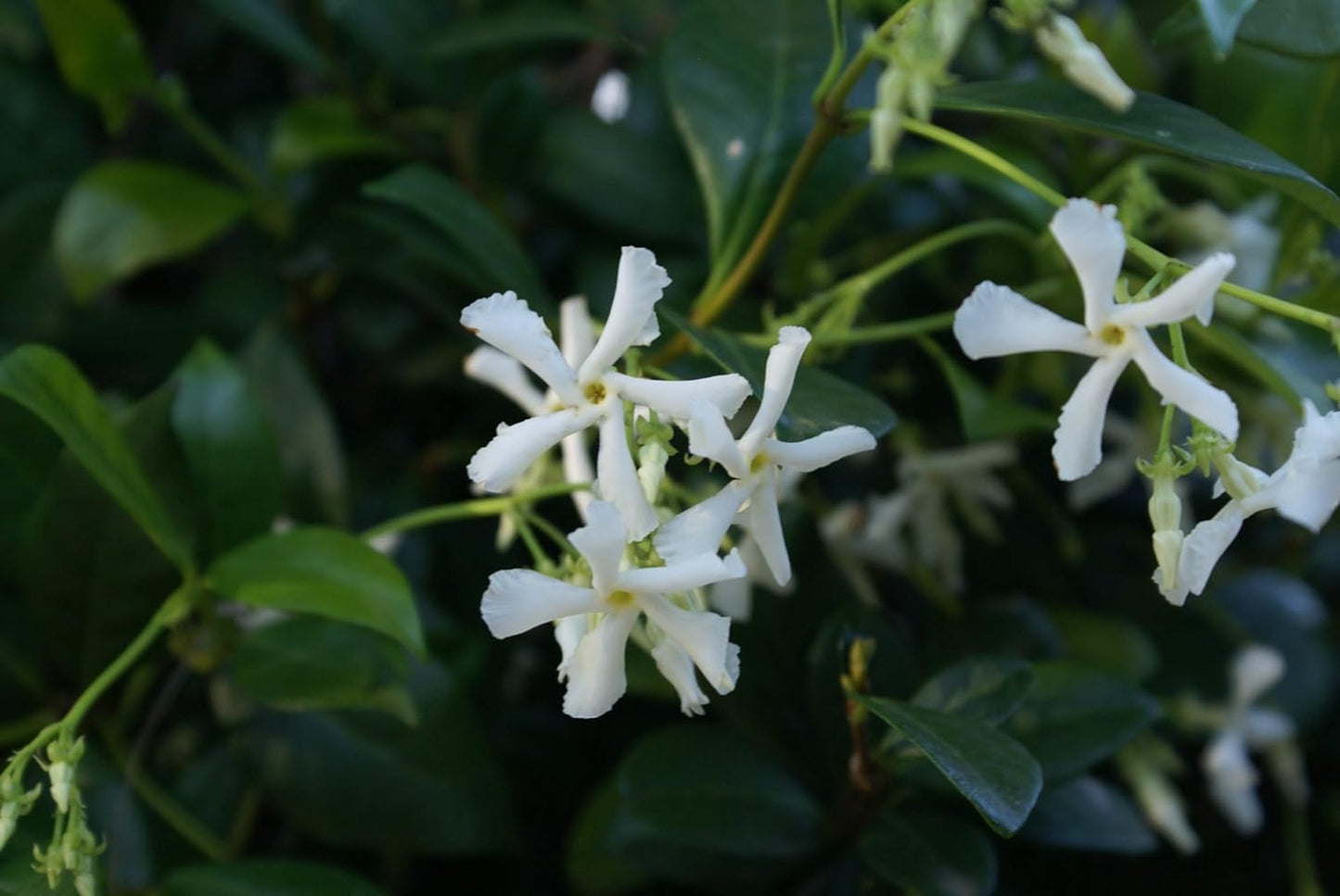 Star Jasmine | 3 Live Plants | Trachelospermum Jasminoides | Fragrant Blooming Evergreen Vine